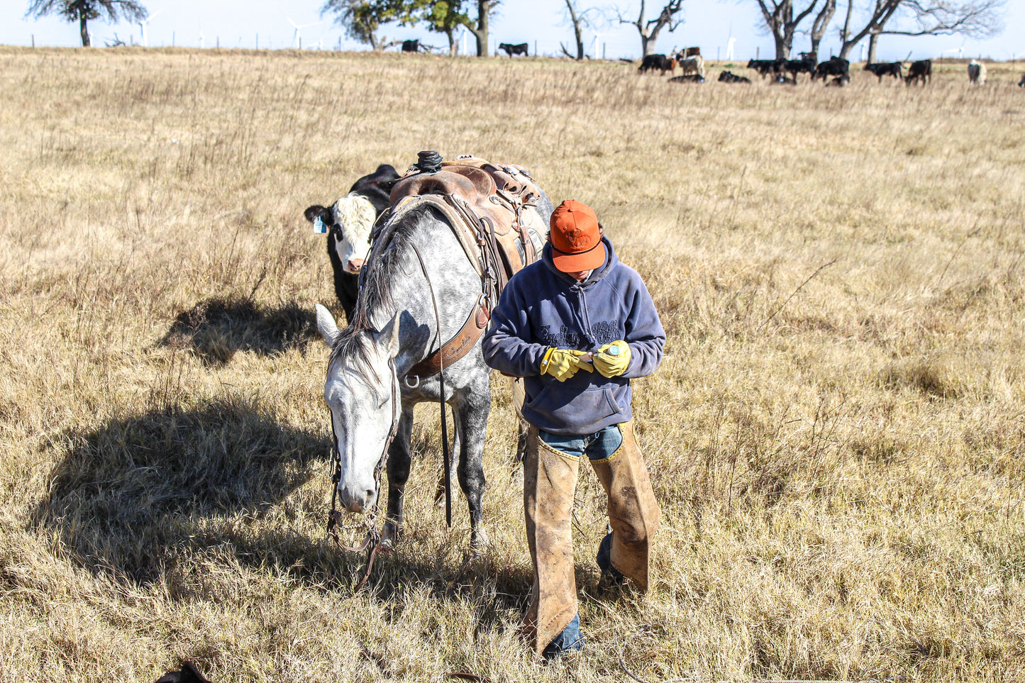 Every Dog Has His Day